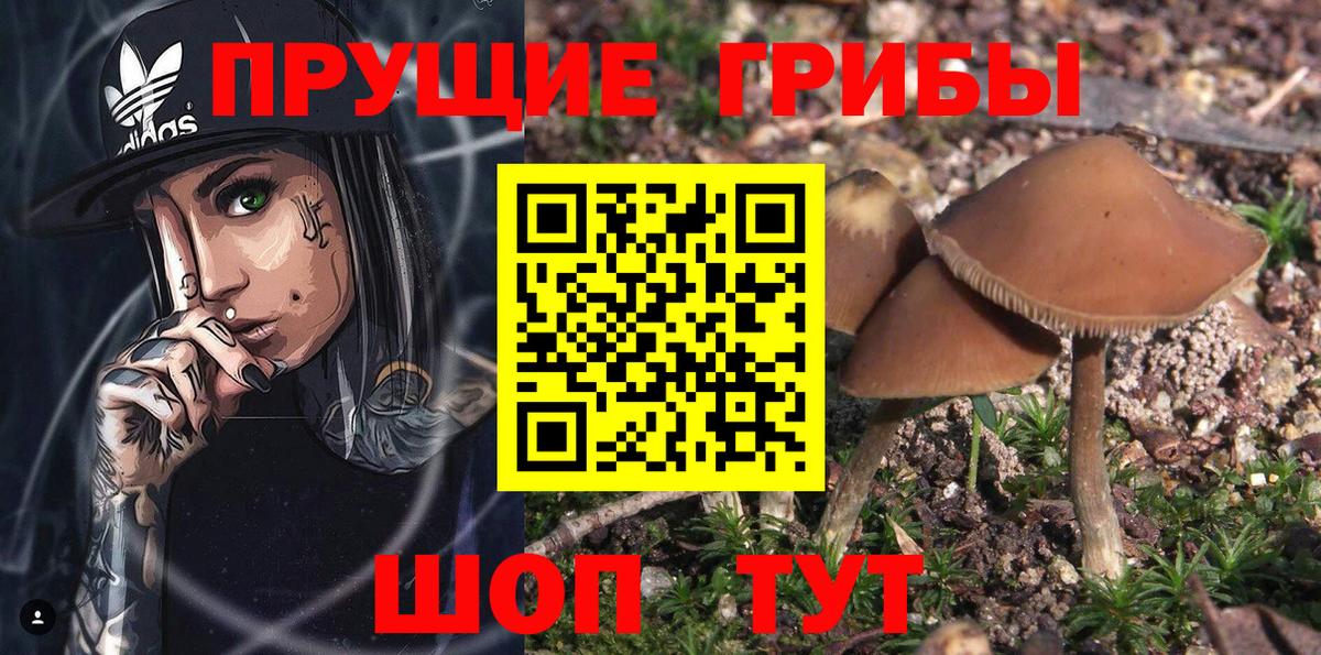 Псилоцибиновые грибы Psilocybine cubensis Лысьва